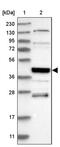 Stromal membrane-associated protein 2 antibody, PA5-55074, Invitrogen Antibodies, Western Blot image 