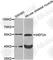 Myocyte Enhancer Factor 2A antibody, A7911, ABclonal Technology, Western Blot image 