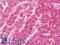 C-C Motif Chemokine Ligand 4 antibody, LS-B10079, Lifespan Biosciences, Immunohistochemistry frozen image 