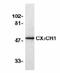 C-X3-C Motif Chemokine Receptor 1 antibody, 14-6093-81, Invitrogen Antibodies, Western Blot image 