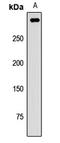 PATJ Crumbs Cell Polarity Complex Component antibody, orb412744, Biorbyt, Western Blot image 