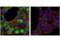 Tubulin Alpha 1b antibody, 5335T, Cell Signaling Technology, Immunofluorescence image 