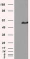 Intraflagellar Transport 57 antibody, LS-C114975, Lifespan Biosciences, Western Blot image 