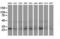 Eukaryotic Translation Initiation Factor 4E Family Member 2 antibody, LS-C785641, Lifespan Biosciences, Western Blot image 