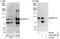 RING finger protein 219 antibody, A302-540A, Bethyl Labs, Immunoprecipitation image 