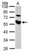 TRAF Interacting Protein antibody, GTX102402, GeneTex, Western Blot image 