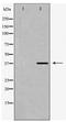Succinate Receptor 1 antibody, TA347971, Origene, Western Blot image 