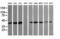 Mitogen-Activated Protein Kinase 13 antibody, LS-C797675, Lifespan Biosciences, Western Blot image 