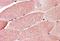 Tripartite Motif Containing 7 antibody, NB100-1229, Novus Biologicals, Immunohistochemistry paraffin image 