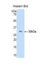 Complement Factor D antibody, LS-C293490, Lifespan Biosciences, Western Blot image 
