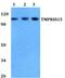Transmembrane Serine Protease 15 antibody, PA5-75800, Invitrogen Antibodies, Western Blot image 