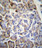 Midkine antibody, 56-214, ProSci, Immunohistochemistry frozen image 