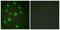 H1 Histone Family Member 0 antibody, LS-B7651, Lifespan Biosciences, Immunofluorescence image 