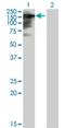 Tim1 antibody, H00008914-B01P, Novus Biologicals, Western Blot image 