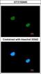 RB Binding Protein 5, Histone Lysine Methyltransferase Complex Subunit antibody, GTX102440, GeneTex, Immunofluorescence image 