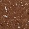 Contactin Associated Protein Like 2 antibody, NBP1-88182, Novus Biologicals, Immunohistochemistry frozen image 