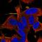 Regulator Of G Protein Signaling 17 antibody, HPA056493, Atlas Antibodies, Immunocytochemistry image 