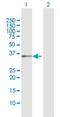 Ubl carboxyl-terminal hydrolase 18 antibody, H00011274-D01P, Novus Biologicals, Western Blot image 