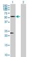 Antizyme Inhibitor 1 antibody, H00051582-D01P, Novus Biologicals, Western Blot image 
