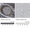 CD79b Molecule antibody, NBP1-88945, Novus Biologicals, Immunohistochemistry paraffin image 