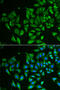 C-Type Lectin Domain Family 3 Member B antibody, 22-205, ProSci, Immunofluorescence image 