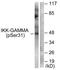 FIP-3 antibody, TA311837, Origene, Western Blot image 