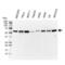 Vimentin antibody, VMA00008, Bio-Rad (formerly AbD Serotec) , Western Blot image 