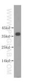 Phosphoinositide-3-Kinase Interacting Protein 1 antibody, 16826-1-AP, Proteintech Group, Western Blot image 