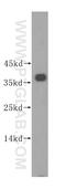 Kringle domain-containing protein HGFL antibody, 16826-1-AP, Proteintech Group, Western Blot image 