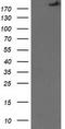 SNF2 Histone Linker PHD RING Helicase antibody, LS-C784822, Lifespan Biosciences, Western Blot image 