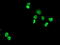 Homeobox C11 antibody, TA502572, Origene, Immunofluorescence image 