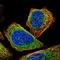 Centrosomal Protein 57 antibody, NBP1-83045, Novus Biologicals, Immunofluorescence image 