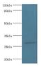 NMNAT3 antibody, LS-C371765, Lifespan Biosciences, Western Blot image 