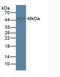 Immunoglobulin Superfamily Containing Leucine Rich Repeat antibody, MBS2027214, MyBioSource, Western Blot image 