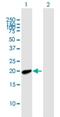 Myosin regulatory light chain 2, atrial isoform antibody, H00058498-B01P, Novus Biologicals, Western Blot image 