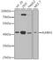 AlkB Homolog 1, Histone H2A Dioxygenase antibody, GTX55486, GeneTex, Western Blot image 