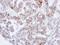 Syntrophin Beta 2 antibody, LS-C186037, Lifespan Biosciences, Immunohistochemistry frozen image 