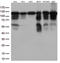 Tripartite Motif Containing 28 antibody, LS-C796558, Lifespan Biosciences, Western Blot image 