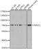 Nuclear Receptor Subfamily 2 Group C Member 1 antibody, 22-398, ProSci, Western Blot image 