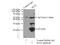 MYC Associated Factor X antibody, 10426-1-AP, Proteintech Group, Immunoprecipitation image 