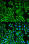 Actin Related Protein 3 antibody, 13-766, ProSci, Immunofluorescence image 
