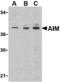 CD5 Molecule Like antibody, A01795, Boster Biological Technology, Western Blot image 