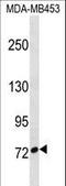 Cut Like Homeobox 1 antibody, LS-C159420, Lifespan Biosciences, Western Blot image 