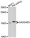 Growth Arrest And DNA Damage Inducible Gamma antibody, STJ112324, St John