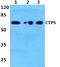 CTP Synthase 1 antibody, PA5-36378, Invitrogen Antibodies, Western Blot image 
