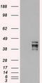 POU Class 5 Homeobox 1 antibody, CF500035, Origene, Western Blot image 
