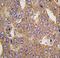 AsnRS antibody, LS-C100219, Lifespan Biosciences, Immunohistochemistry paraffin image 