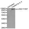 Janus Kinase 2 antibody, STJ110832, St John