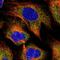 Spermine Oxidase antibody, PA5-61432, Invitrogen Antibodies, Immunofluorescence image 