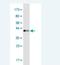 Ena/VASP-like protein antibody, H00051466-M02, Novus Biologicals, Western Blot image 